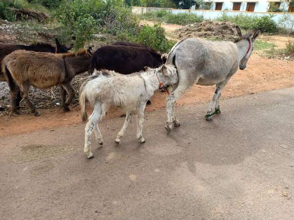 ಅನ್ನ ನೀಡುವ ಲಕ್ಷ್ಮೀ ಸಮಾನ ಅನ್ನ ನೀಡುವ ಲಕ್ಷ್ಮೀ ಸಮಾನ