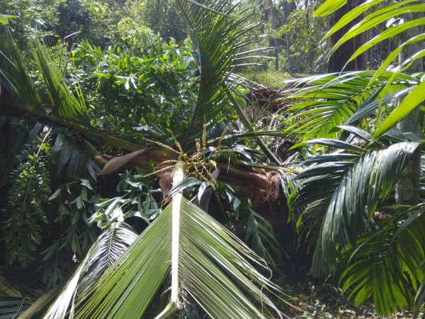 Wild elephants spotted in Puttur, people panic