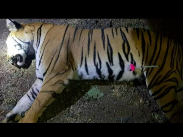 ಅವನಿ ಹುಲಿಯ ಹತ್ಯೆ