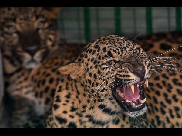 ಪಾಳು ಮನೆಯಲ್ಲಿ ಅಡಗಿತ್ತು