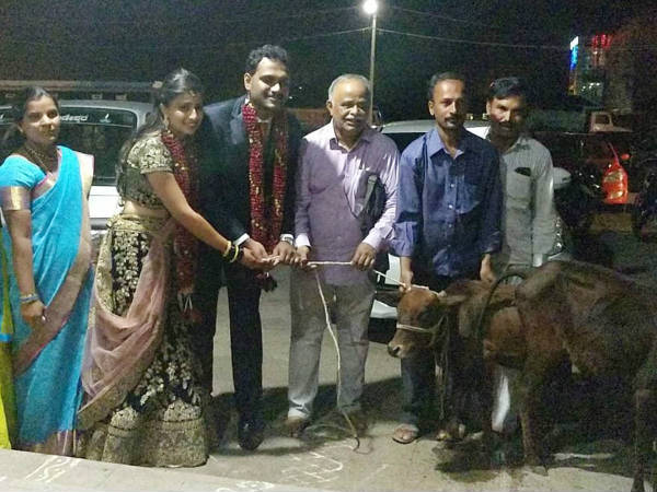 Calves given to techie couple as marriage gift in Mandya Calves given to techie couple as marriage gift in Mandya