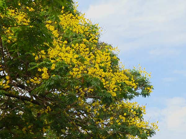  ಫಲ ನೀಡತೊಡಗಿದ ಮರಗಳು 