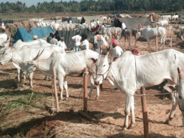  ದುಬಾರಿ ಜೊತೆ ಎತ್ತು