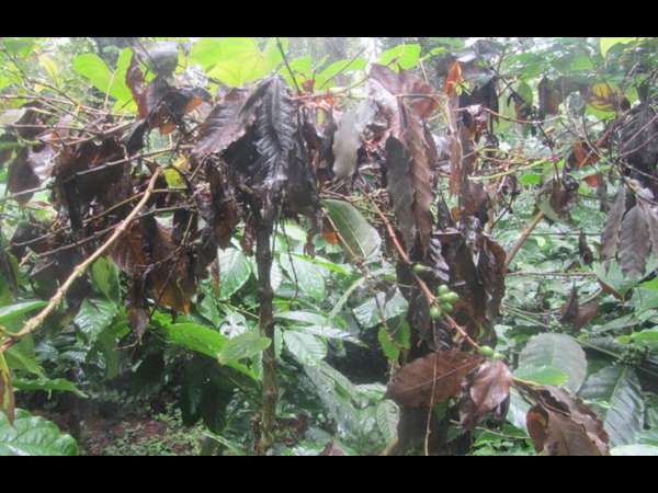 Price of pepper has fallen 