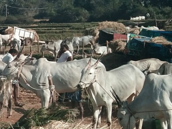  ಹೆಚ್ಚಿನ ಪೊಲೀಸ್ ಭದ್ರತೆ ನಿಯೋಜಿಸಿಲ್ಲ