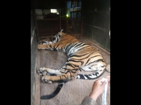  ಸಿಕ್ಕಿತು 2 ವರ್ಷದ ಹುಲಿಯ ಮರಿ 