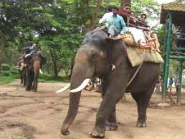  ದುಬಾರೆ ಆನೆ ಶಿಬಿರ