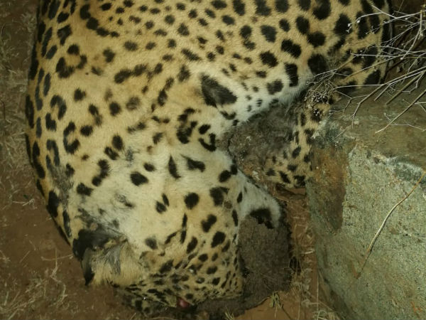 Leopard found dead in Nanjadevanapur Karaikal Quarry Leopard found dead in Nanjadevanapur Karaikal Quarry