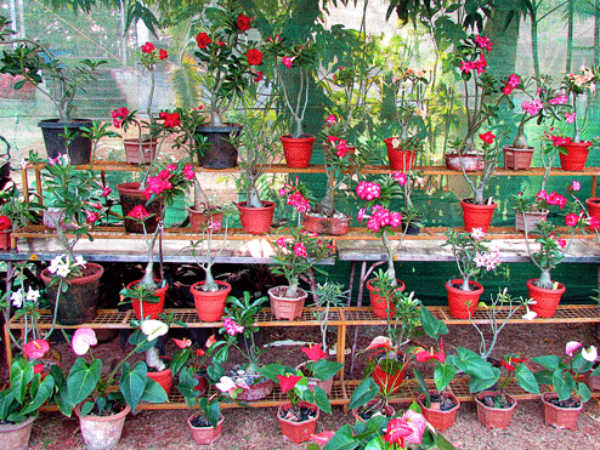 Flower show organised in Kadri park