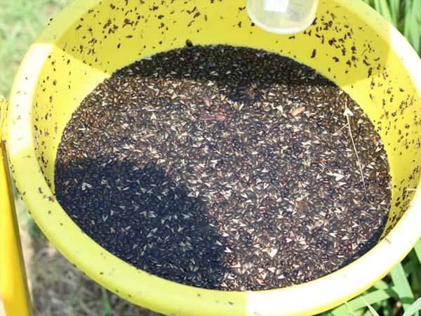 ಪರಿಸರ ಸ್ನೇಹಿ ಪದ್ಧತಿ