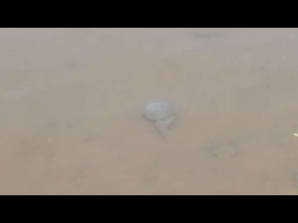 Jelly fish Population increased in Phalguni river in Mangaluru