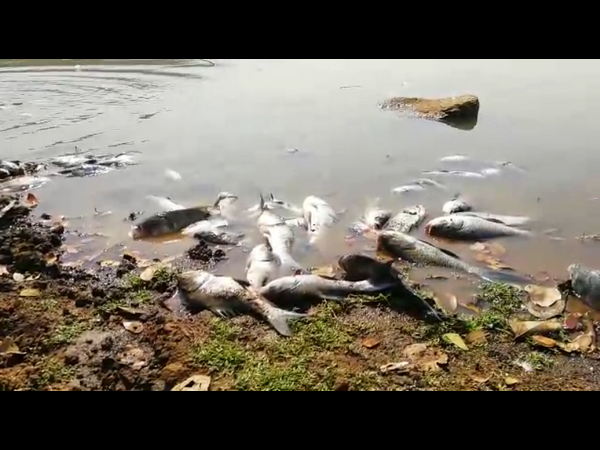 Fishes dead in Malladevanahalli lake
