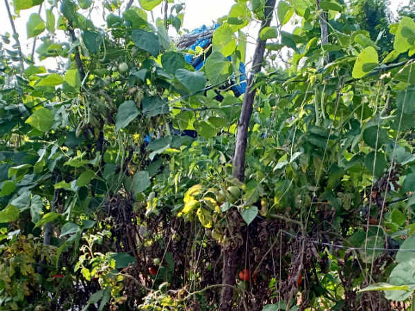 Here is the lessons from youths who are promoting organic farming