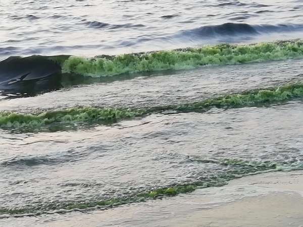 Sea water in Malpe turned green colour Sea water in Malpe turned green colour