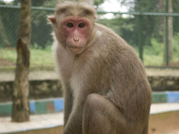  ಮಂಗನ ಕಾಯಿಲೆ ಪ್ರಕರಣ 