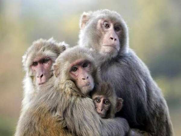  ಮಂಗಗಳು ನಗರದತ್ತ ವಲಸೆ 