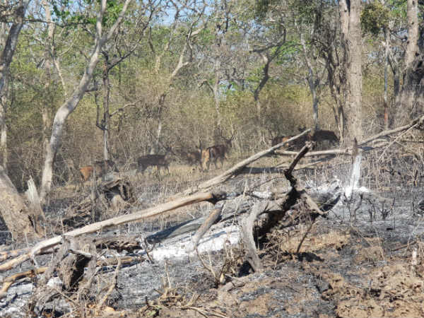  ಬೆಂಕಿಯ ಕೆನ್ನಾಲಿಗೆಗೆ ಸಿಲುಕಿ ನಾಶ