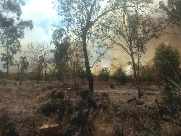 ಕಾಡು ಅಕ್ಷರಶಃ ಬರಿದಾಗಿದೆ ಕಾಡು ಅಕ್ಷರಶಃ ಬರಿದಾಗಿದೆ