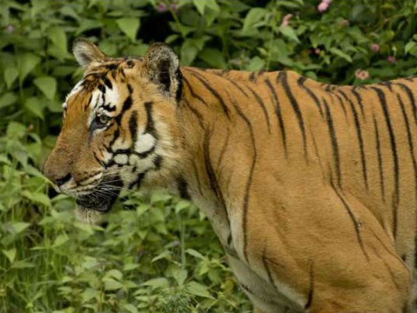 ಹುಲಿ ಕಂಡಲ್ಲಿ ಗುಂಡು
