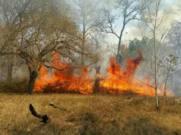  ಒನ್ ಇಂಡಿಯಾ:ಅರಣ್ಯ ಇಲಾಖೆಯಲ್ಲಿ ಹಣಕಾಸಿನ ಕೊರತೆ ಇದೆಯಾ? 