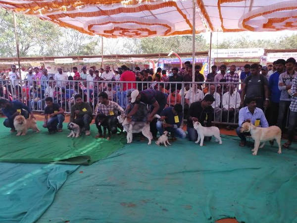 Police dog show in Hassan attracts peoples 