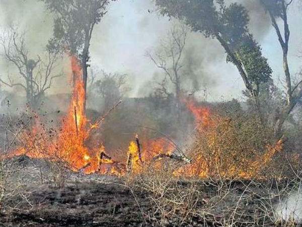 Major fire breaks out at Bandipur Tiger Reserve in Karnataka