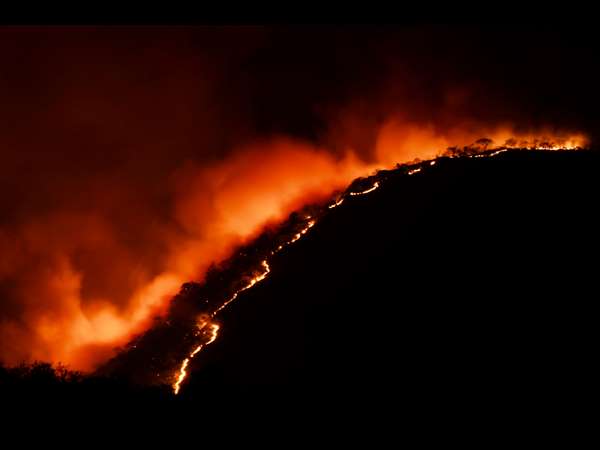 ಪ್ರಾಣಿ-ಪಕ್ಷಿಗಳು ಸಾವು 