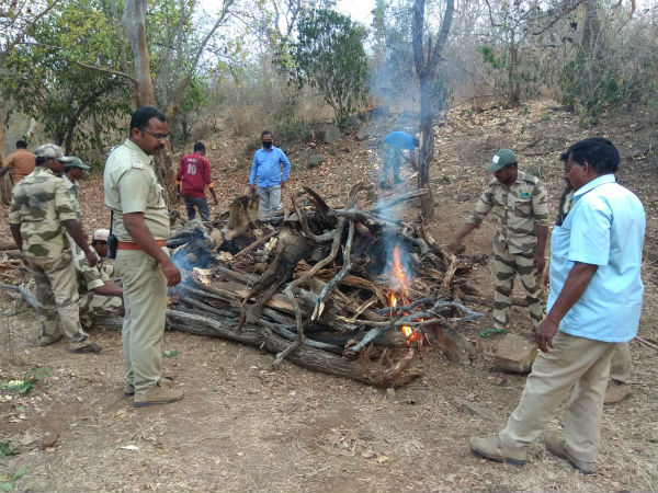 cauvery wildlife sanctuary poachers killed tusker stoled its both ivories