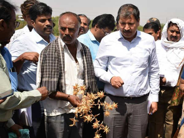 ಜೋಳದ ಬೆಳೆ ಹಾನಿ