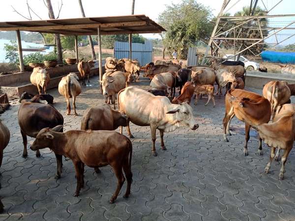 ಕಪಿಲ ಪಾರ್ಕ್ ಕೊಟ್ಟಿಗೆ ಸೇರುವ ಹಸುಗಳು