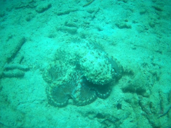 ಕಚ್ಚಿದರೆ 4 ಸೆಕೆಂಡಿನಲ್ಲಿ ಗೋವಿಂದ