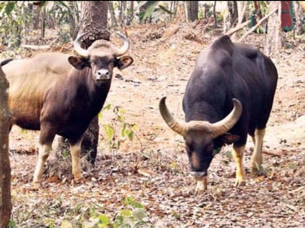 Pilikula welcomes new guests to Zoo