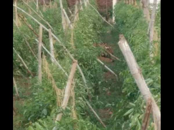 Tiger prowling in Gundlupet injures forest personnel