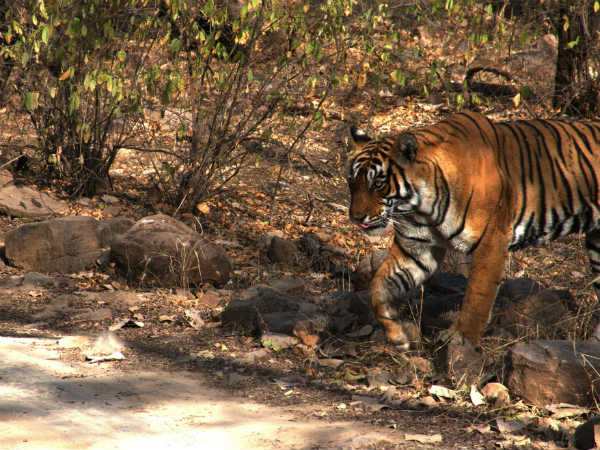 ಬೇಟೆಯಾಡಲು ಅಣಿಯಾಗಿದ್ದ ಲಾಡ್ಲಿ
