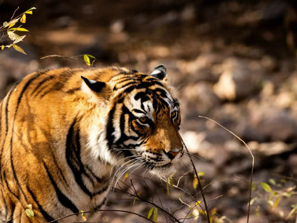ಕಾಡಿನಲ್ಲಿ ಎಲ್ಲವೂ ಒಂದಕ್ಕೊಂದು ಸಂಬಂಧ