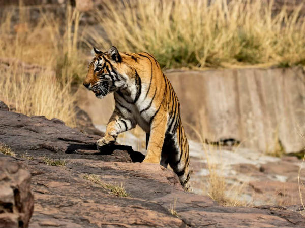 ನಮಗೆಲ್ಲ ಇಲ್ಲೂ ಬೆಲೆ ಇಲ್ಲಾ ಗುರು