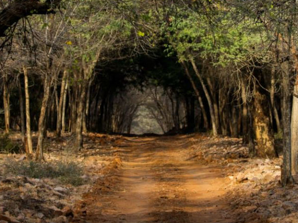 ತನ್ನ ಸಾಮ್ರಾಜ್ಯ ಕಟ್ಟಿಕೊಂಡ ಚತುರೆ