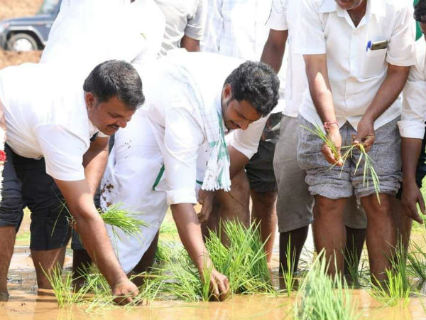 Nikhil Kumaraswamy planted rice paddy in Mandya