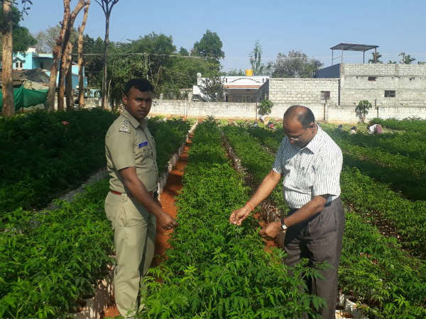  ತಂಬಾಕು ಬೆಳೆಗಾರರಿಗೆ ಸಸಿ ವಿತರಣೆ 