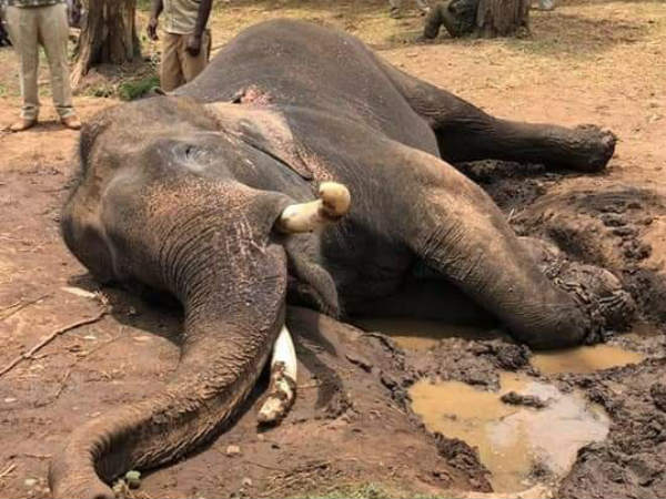  ದ್ರೋಣನ ಸಾವಿಗೆ ಆಂತ್ರಾಕ್ಸ್ ಕಾರಣವಲ್ಲ 