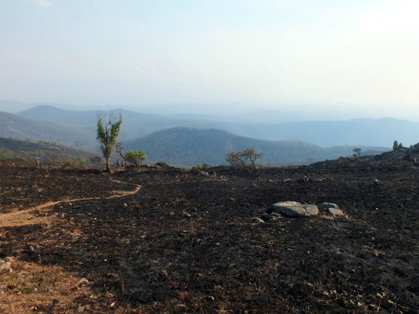  ಬಿದಿರು, ಹುಲ್ಲಿನ ಬೀಜಗಳ ಬಿತ್ತನೆ ಕಾರ್ಯ 