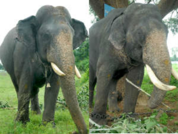  ಆನೆಗಳ ತಪಾಸಣೆ ಸೂಕ್ತವಾಗಿ ನಡೆಯುತ್ತಿಲ್ಲ 