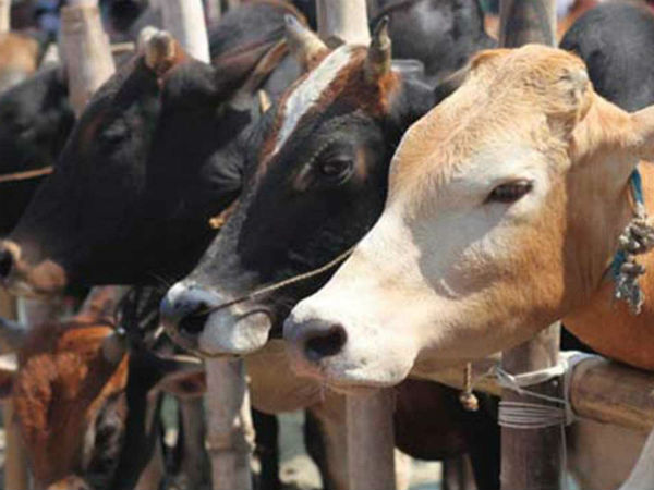 ಮೂಲಾ ನಕ್ಷತ್ರದ ಯಾವ ಪಾದದಲ್ಲಿ ಜನಿಸಿದರೆ ಏನು ಫಲ? 