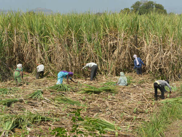 ಬಿಜೆಪಿಯ ಇತರೆ ಭರವಸೆಗಳು 
