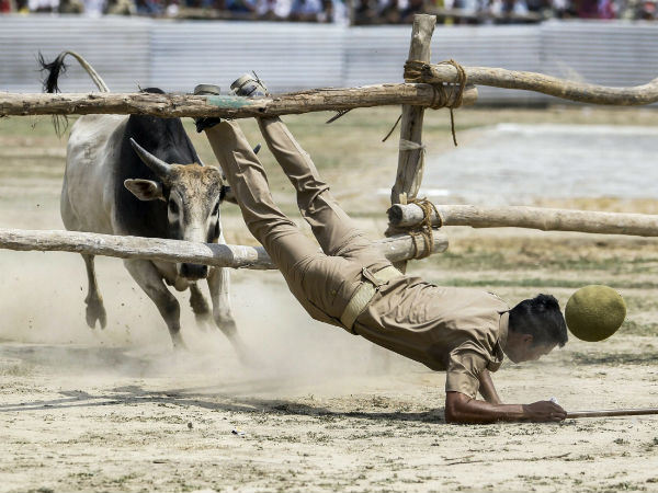 Lok Sabha elections 2019 Uttar Pradesh SP Akhilesh Yadav rogue bull gathbandhan rally 