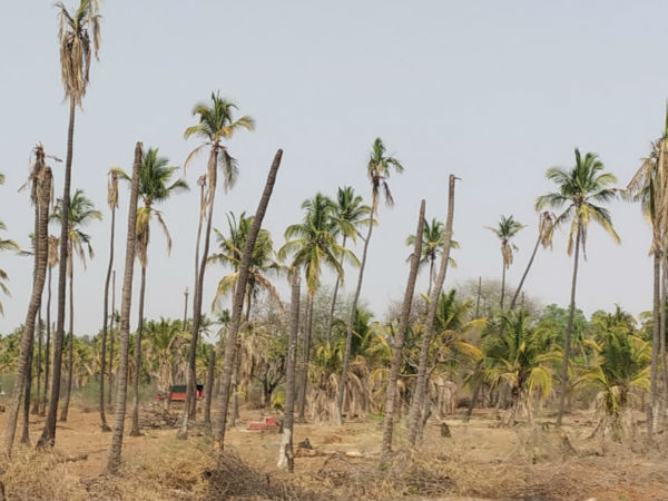 Farmers gardens are dried up in the Hiriyur taluk Farmers gardens are dried up in the Hiriyur taluk