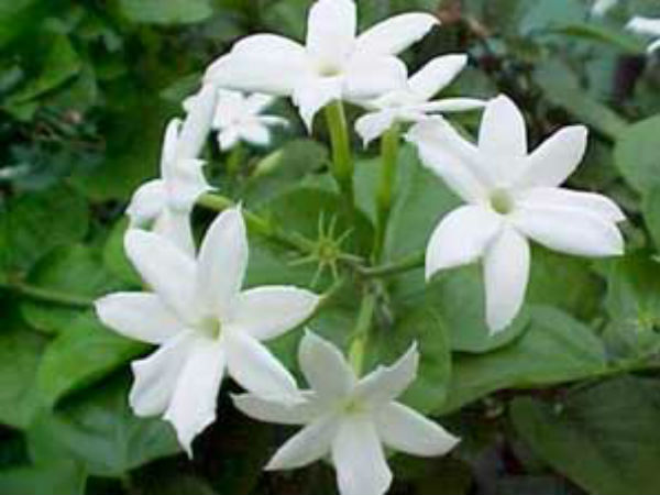 ಬೆಳೆಯುವುದನ್ನೇ ಬಿಟ್ಟಿದ್ದಾರೆ