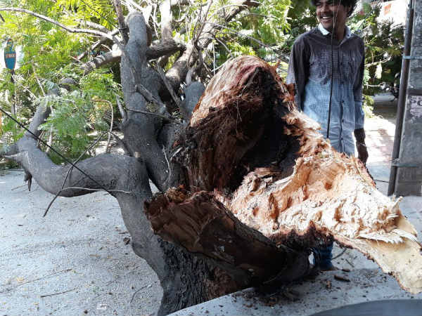 Old tree falls and damages five vehicles in bengaluru