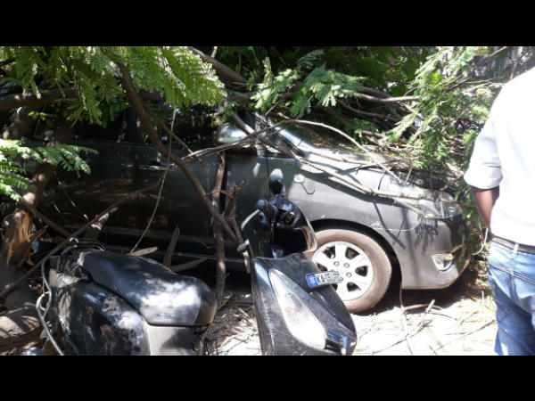 Old tree falls and damages five vehicles in bengaluru