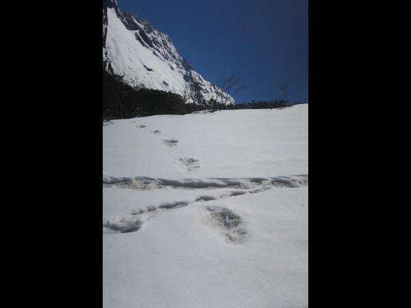 1921 ರಲ್ಲಿ ಪತ್ತೆಯಾಗಿದ್ದ ಯೇತಿ